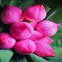 Fresh pink lotus bud wallpaper screen for extension Chrome web store in OffiDocs Chromium